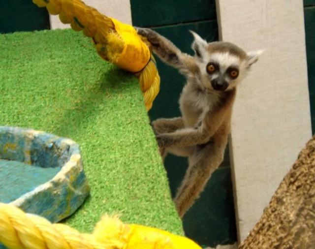 Bebe lemur